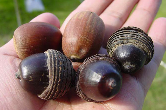 ドングリとドジョウ | 竹内庭苑 【茅ヶ崎・湘南】造園・庭木の剪定