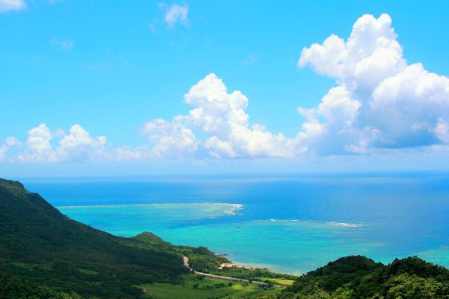 森のサンゴ | 竹内庭苑 【茅ヶ崎・湘南】造園・庭木の剪定