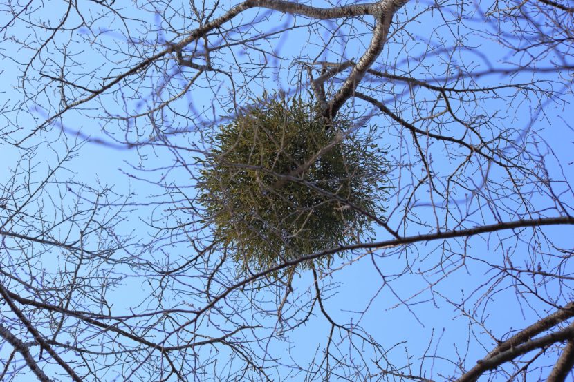これって何の巣？ | 竹内庭苑 【茅ヶ崎・湘南】造園・庭木の剪定