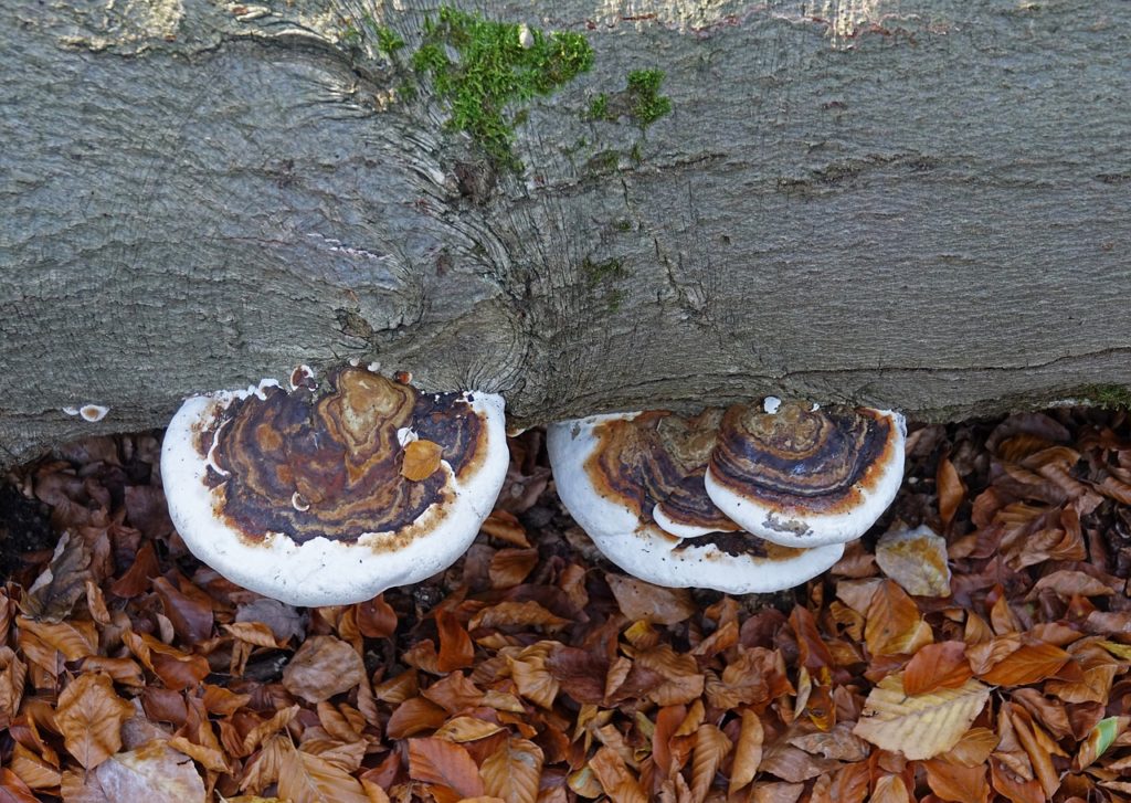 サルノコシカケをみつけたら | 竹内庭苑 【茅ヶ崎・湘南】造園・庭木の剪定