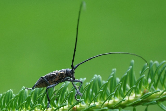 松食う虫も好きずき 竹内庭苑