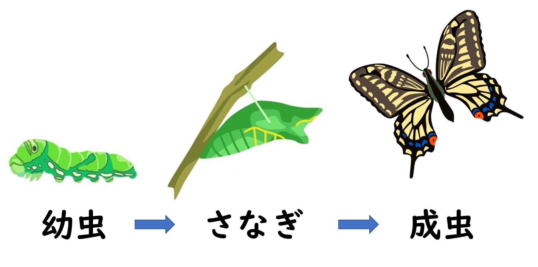 さなぎという異世界 竹内庭苑