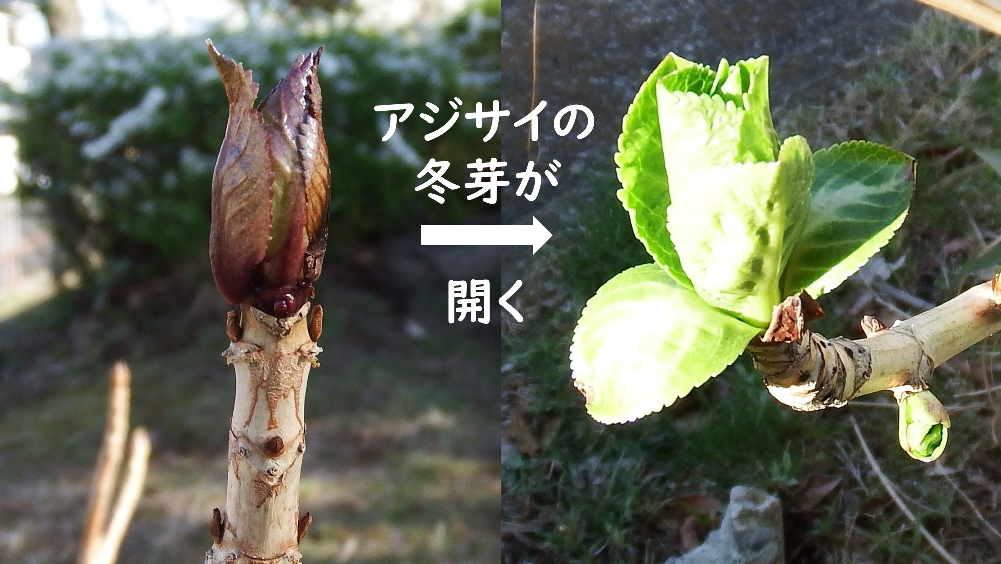 春の予感 竹内庭苑