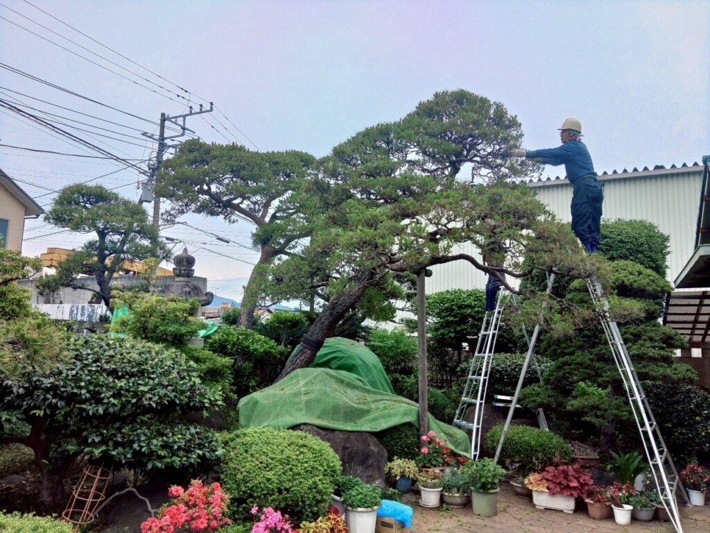 松のみどり摘み、みどり摘み、
