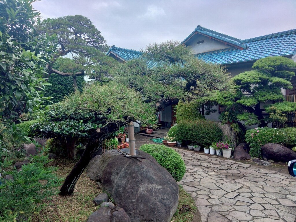 松のみどり摘み、松の剪定