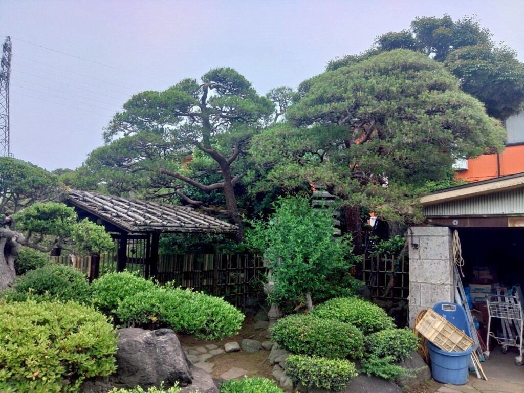 松のみどり摘み、松の剪定