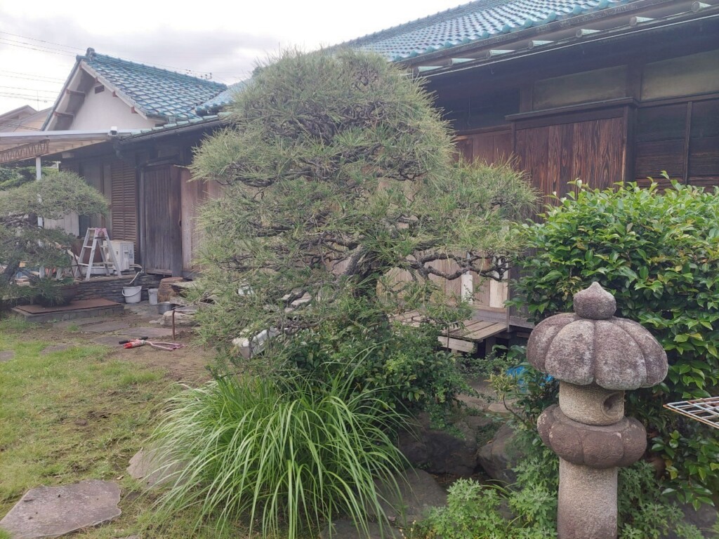 松の剪定、松のみどり摘み