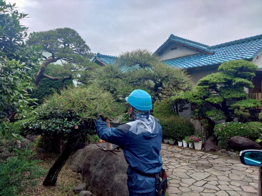みどり摘み、松のみどり摘み