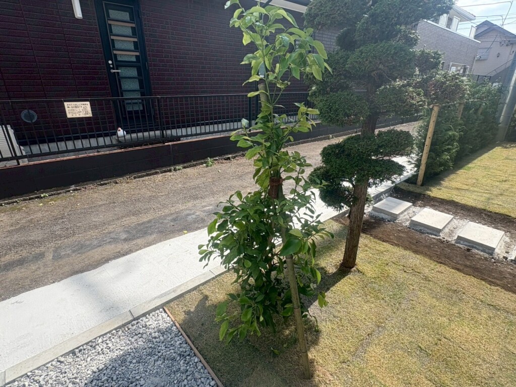 レモンの樹